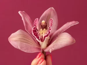 بهترین جراح لابیاپلاستی در تهران